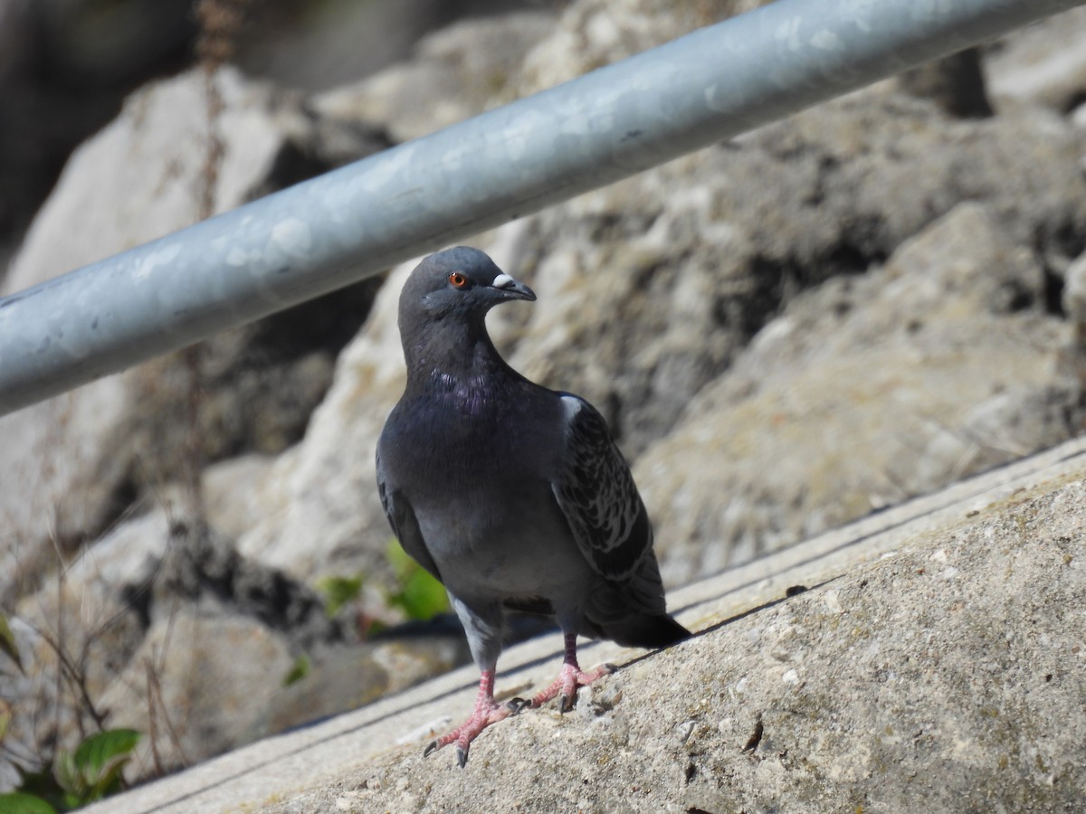 Rock Pigeon (Feral Pigeon) - Jay Solanki