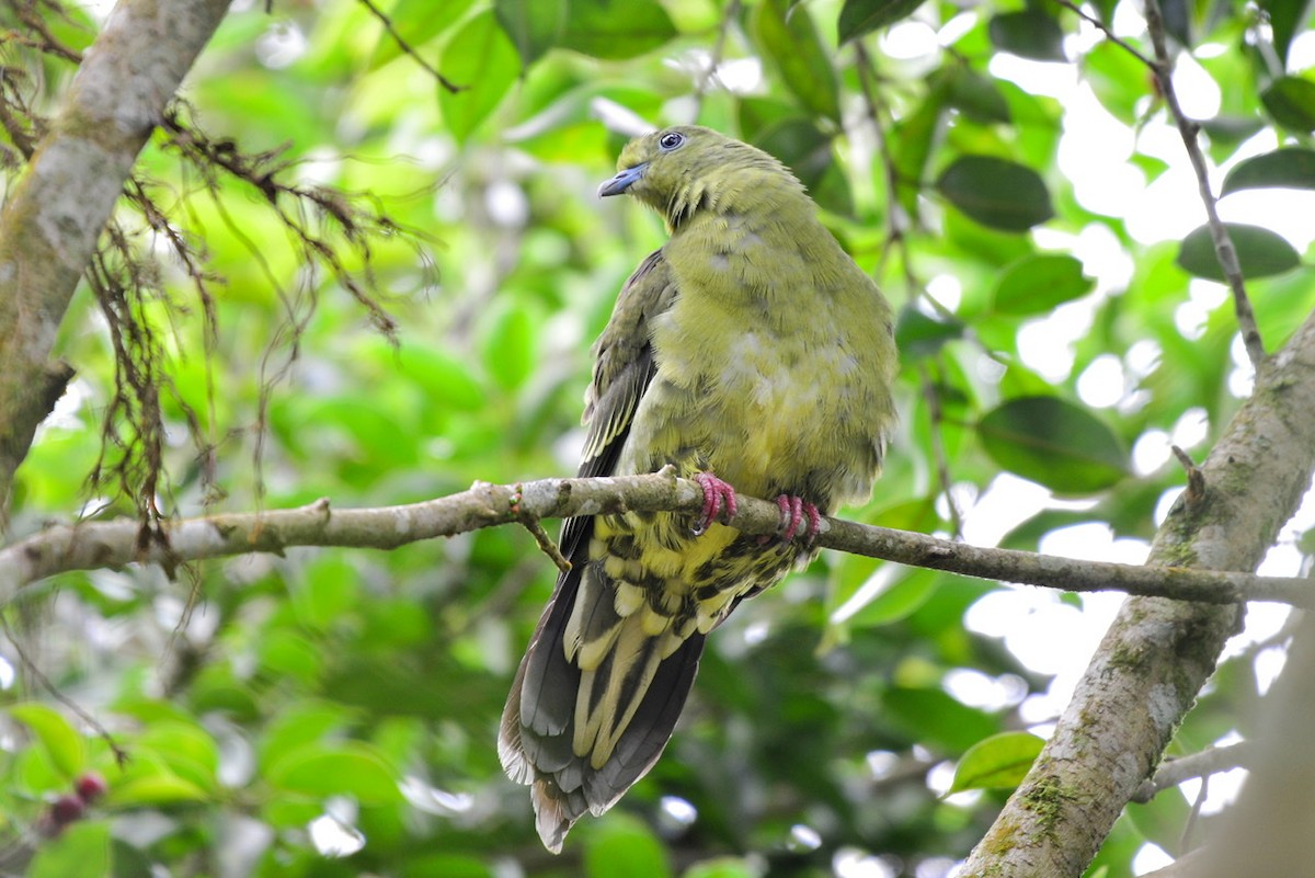 Wedge-tailed Green-Pigeon - Harn Sheng Khor