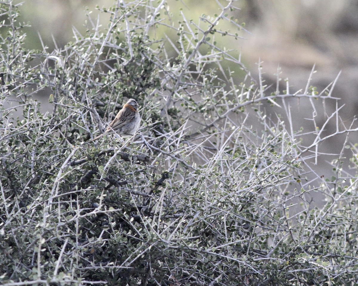 Rufous-collared Sparrow - ML264187261