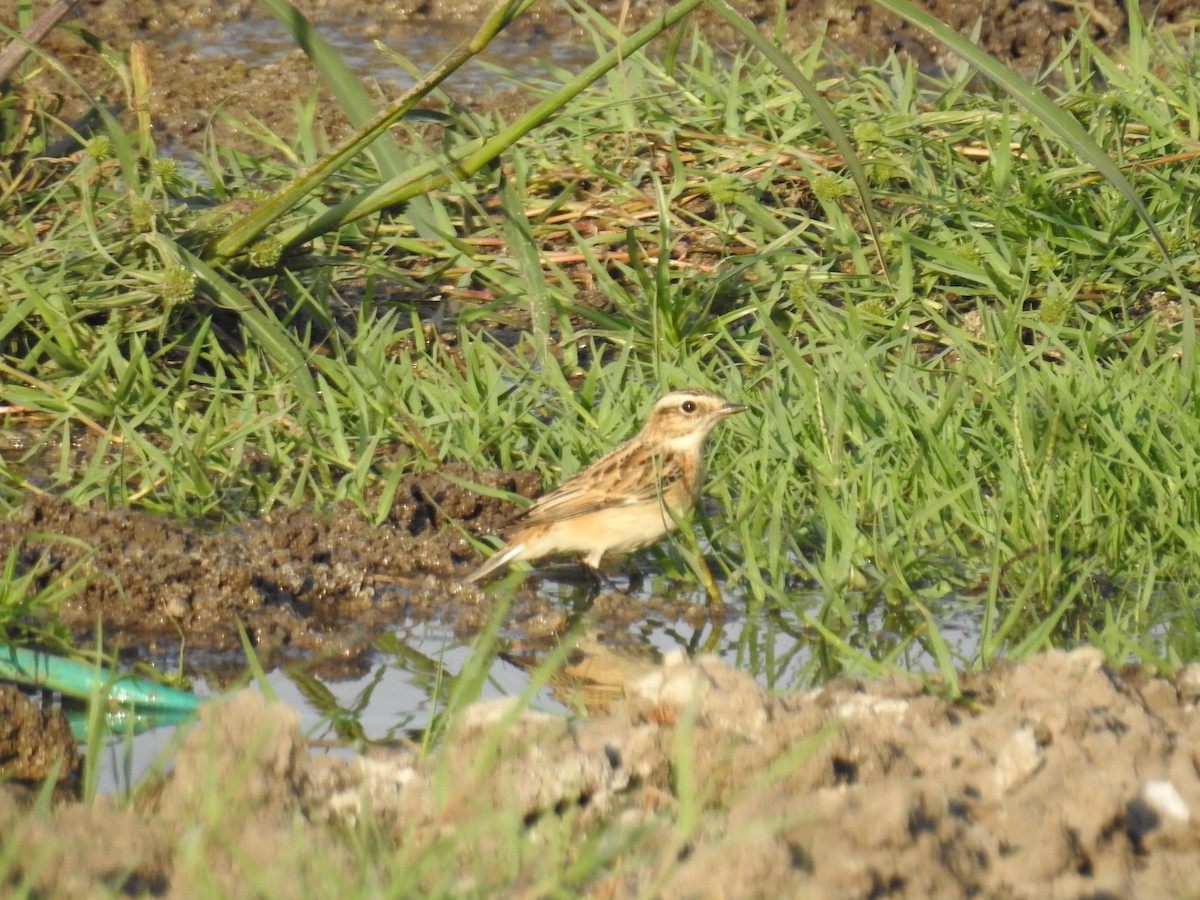 Whinchat - ML264187311