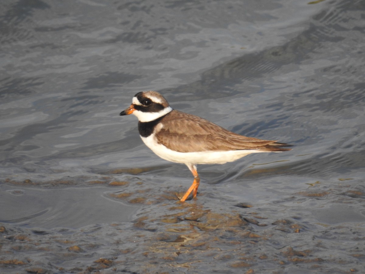 Common Ringed Plover - ML264191191