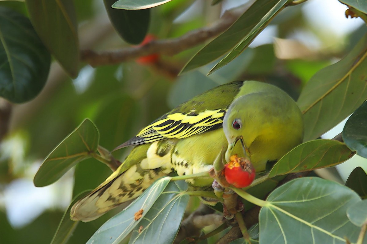 Gray-fronted Green-Pigeon - Anita Bandekar Nikharge