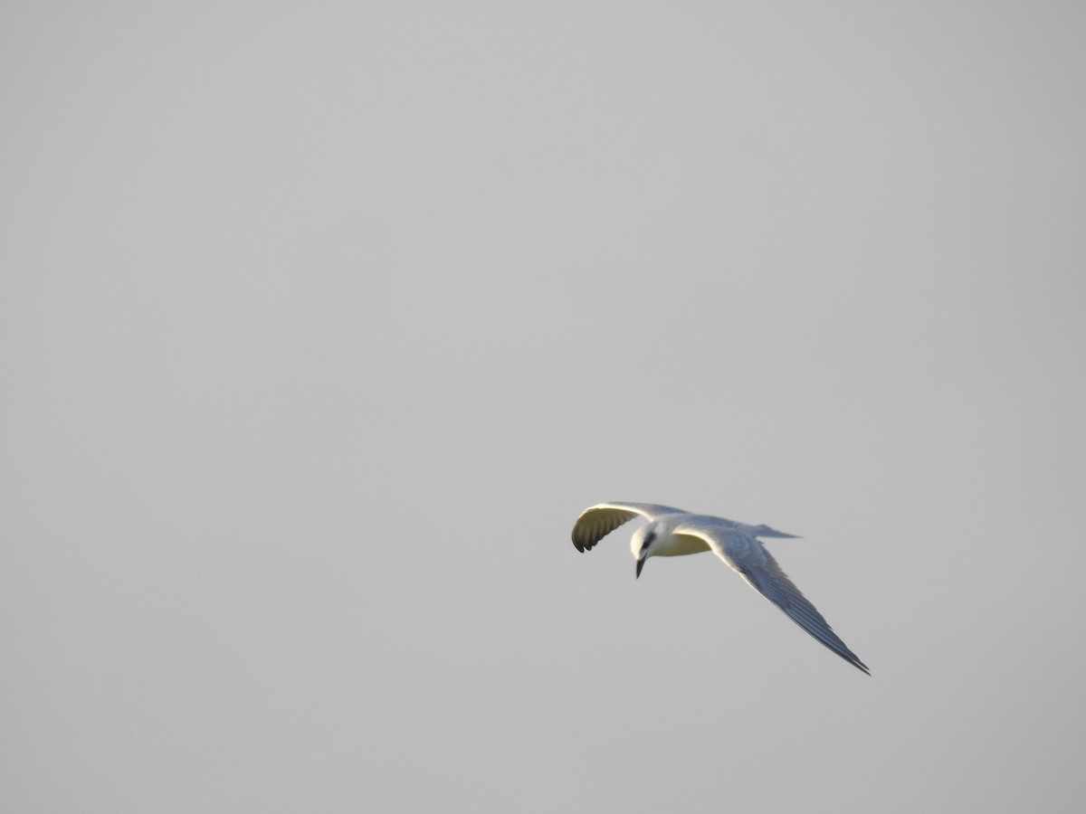 Gull-billed Tern - ML264191531