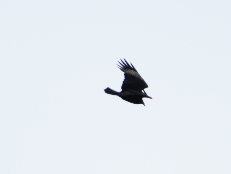 Lesser Yellow-headed Vulture - ML264191581
