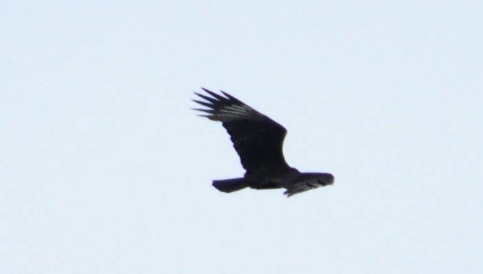 Lesser Yellow-headed Vulture - ML264191601