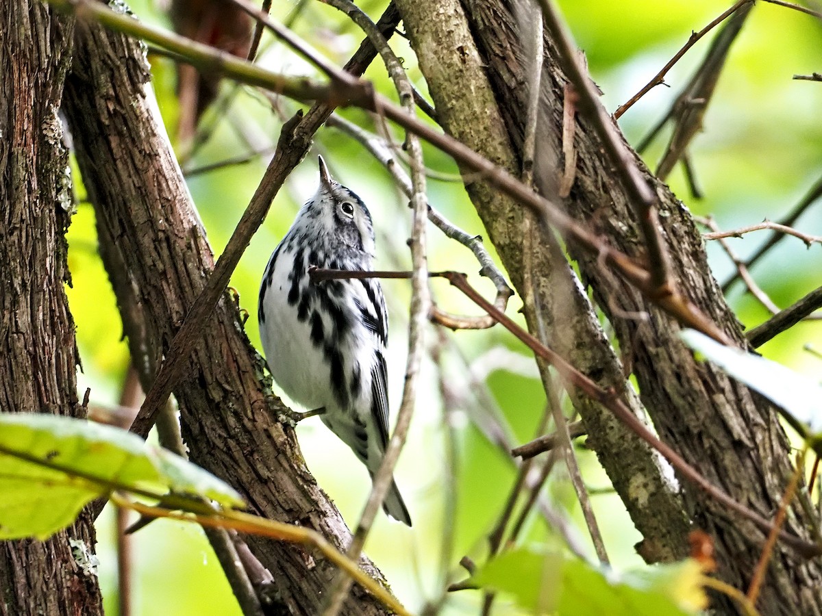 Black-and-white Warbler - ML264200641