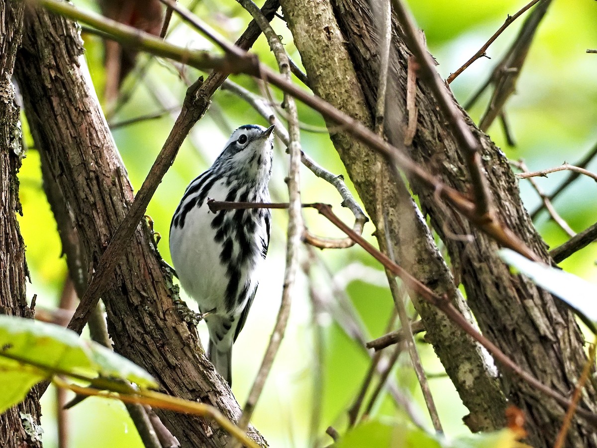 Black-and-white Warbler - ML264200711