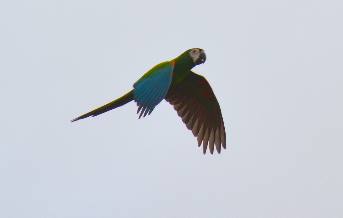 Chestnut-fronted Macaw - Valerie Bourdeau