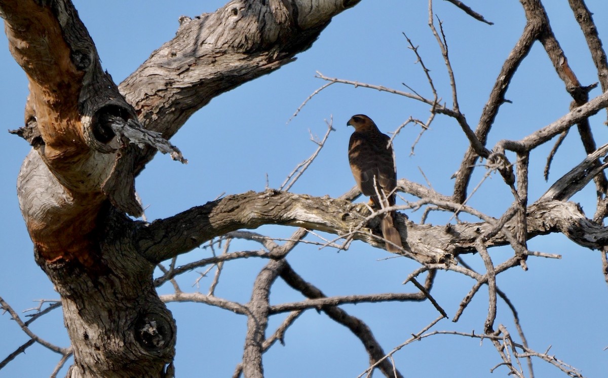 Ovambo Sparrowhawk - Greg Baker