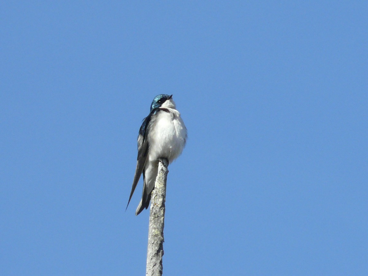 Tree Swallow - Douglas Leighton