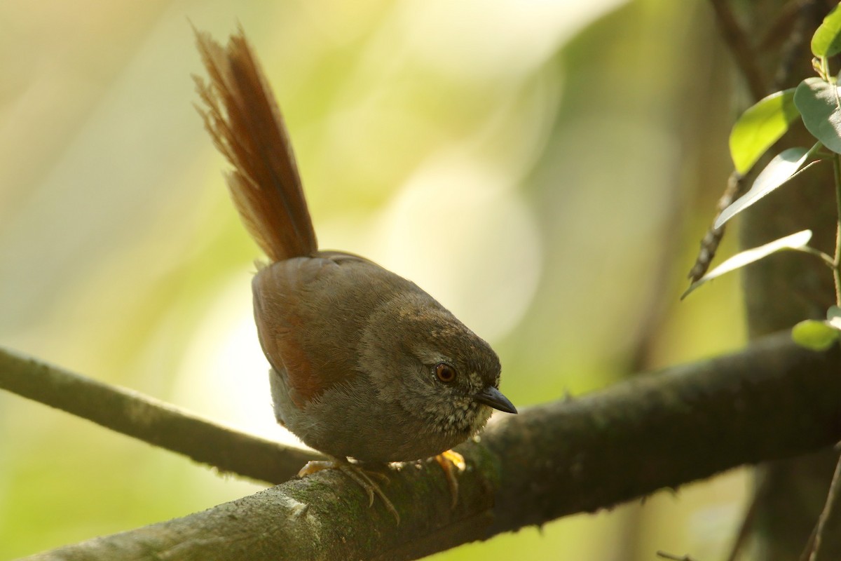 Gray-bellied Spinetail - ML264213351