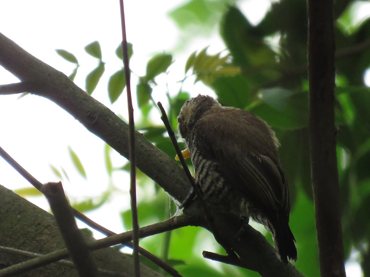 White-barred Piculet - ML264214021