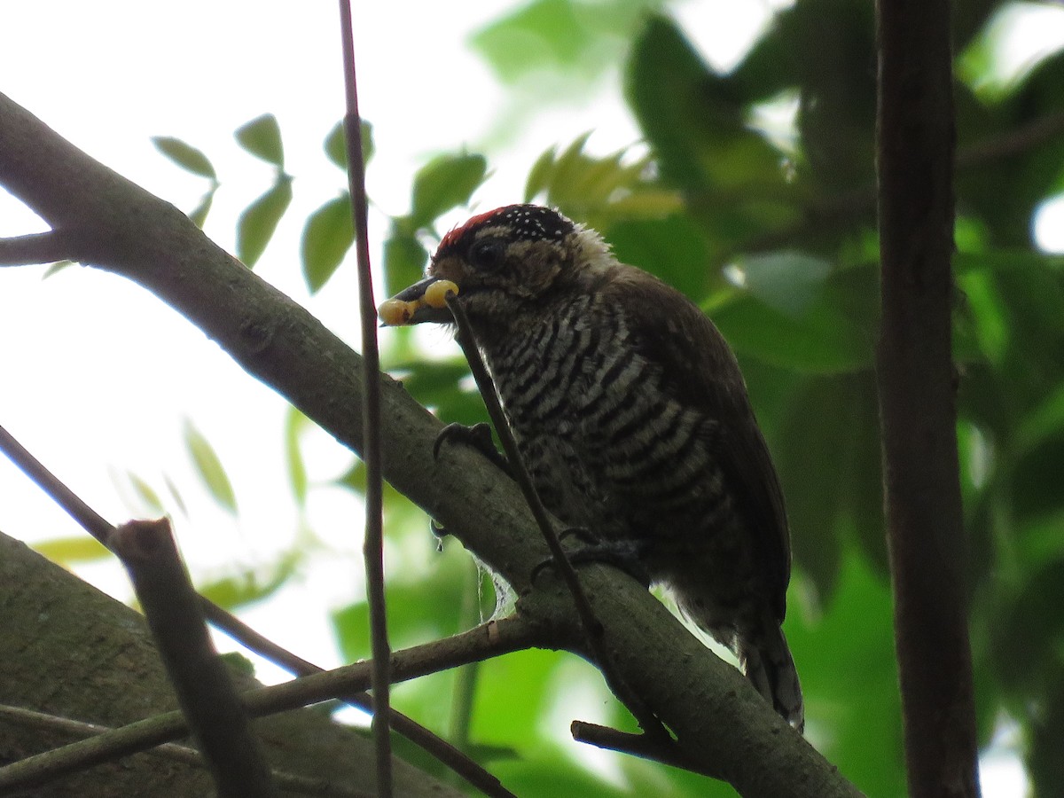 White-barred Piculet - ML264214101