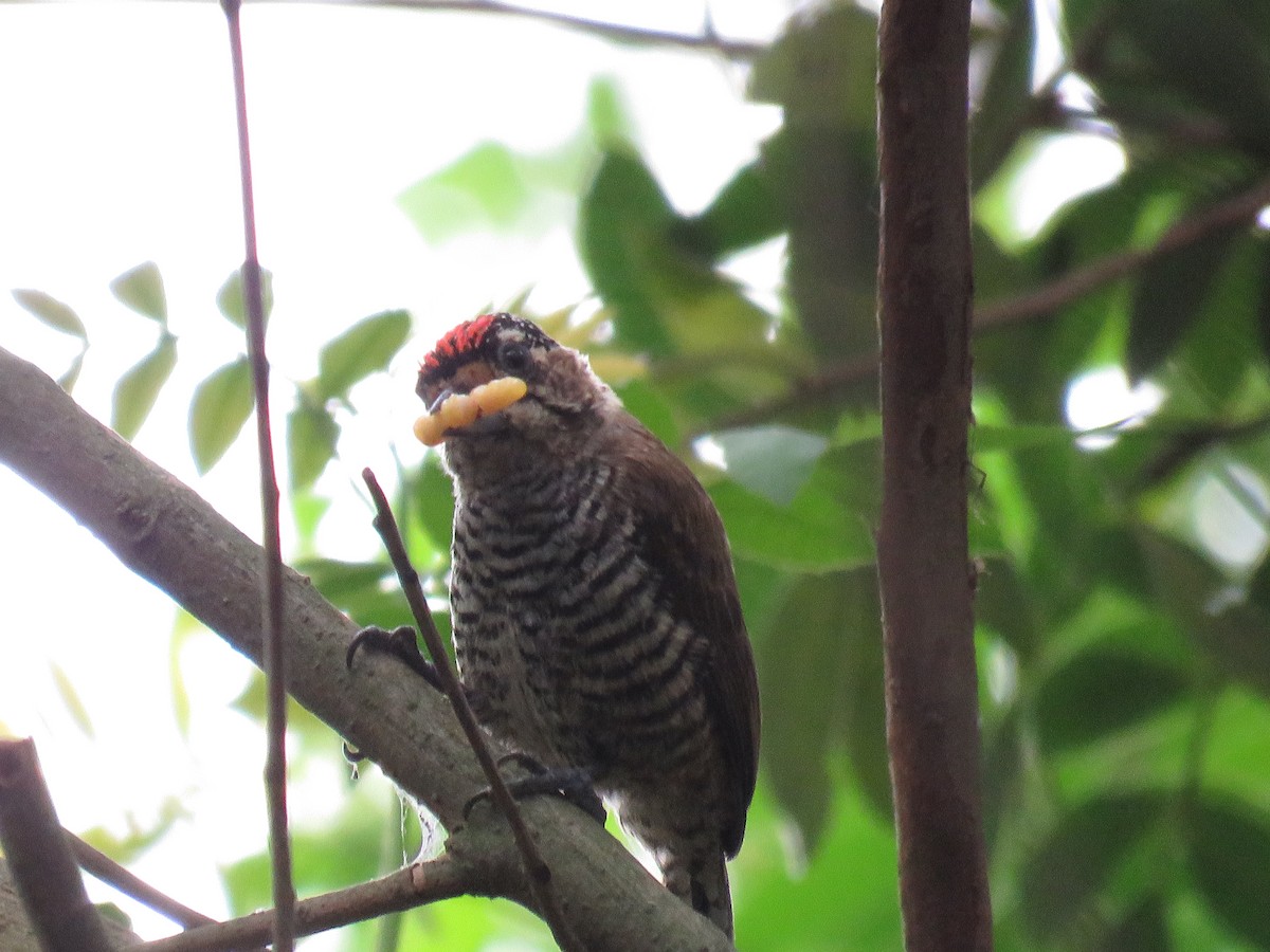 White-barred Piculet - ML264214161