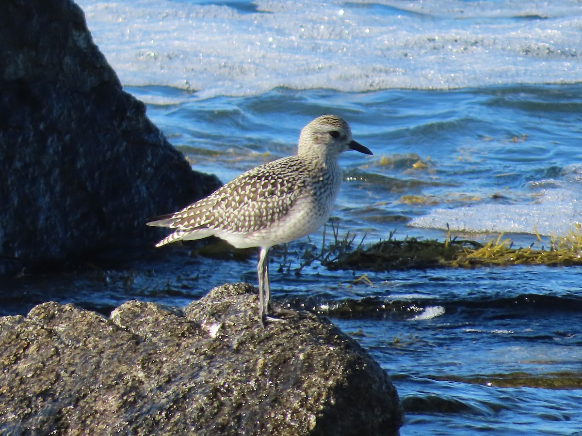 Black-bellied Plover - Gary Poole