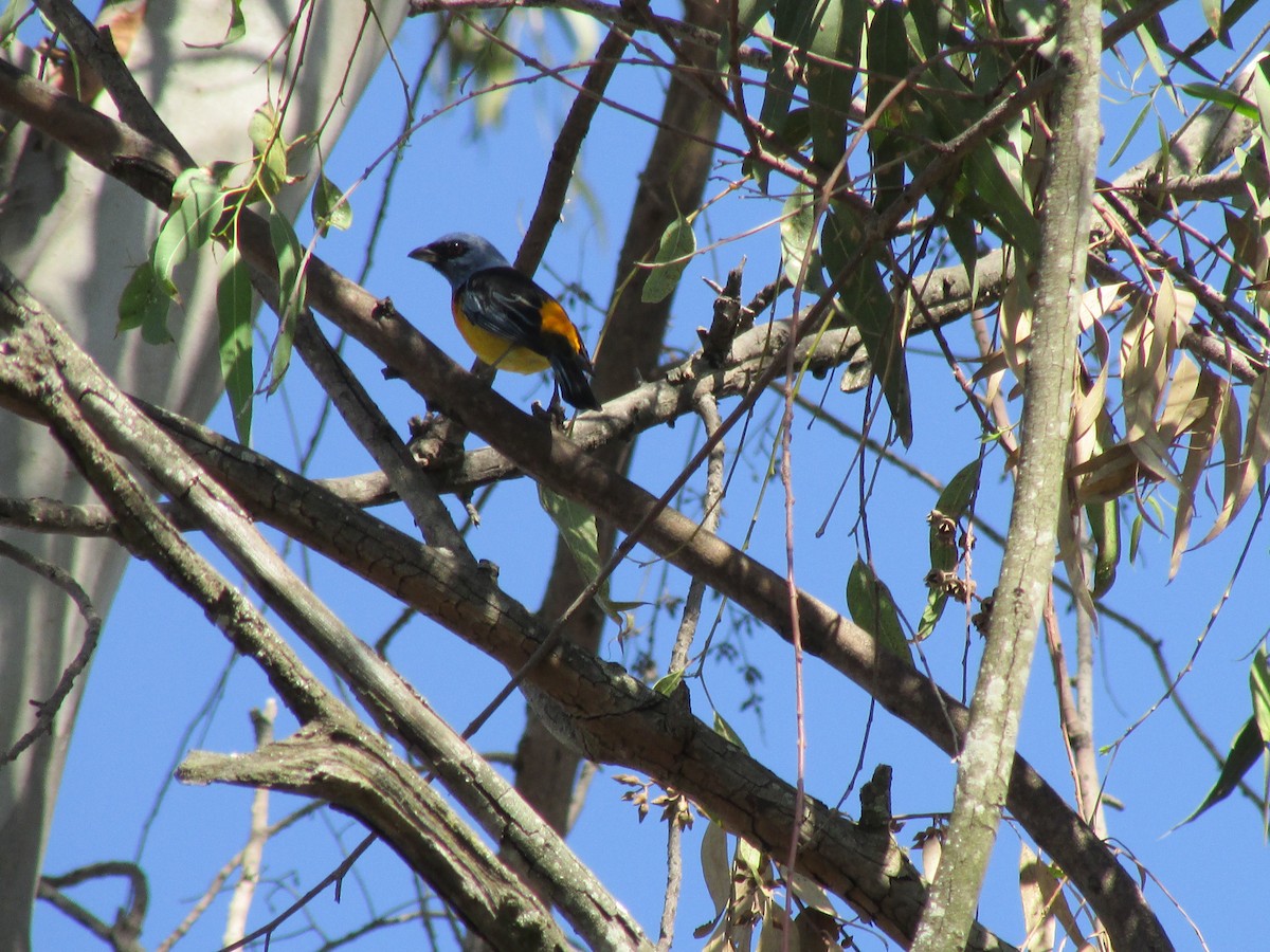 Blue-and-yellow Tanager - ML264218171