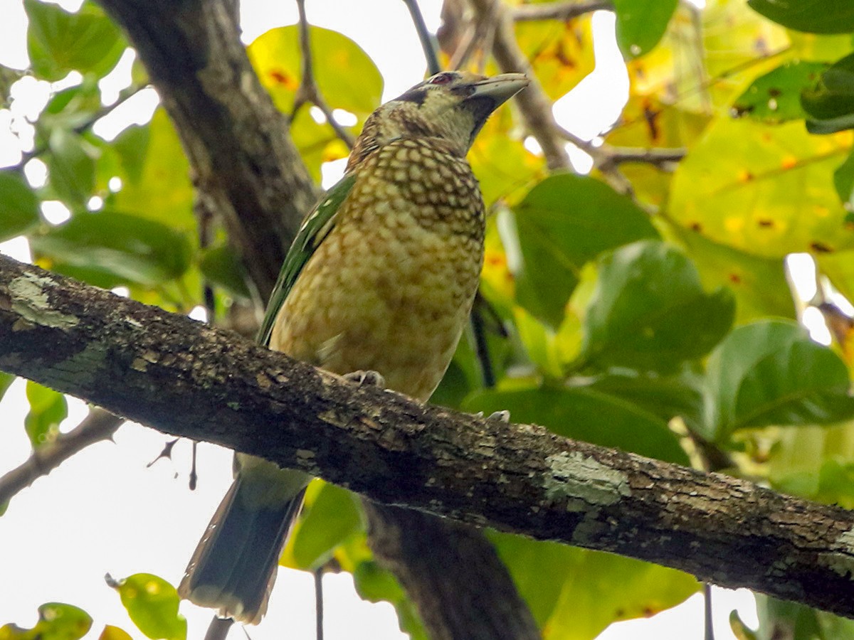 Burung-kucing Kuping-hitam - eBird