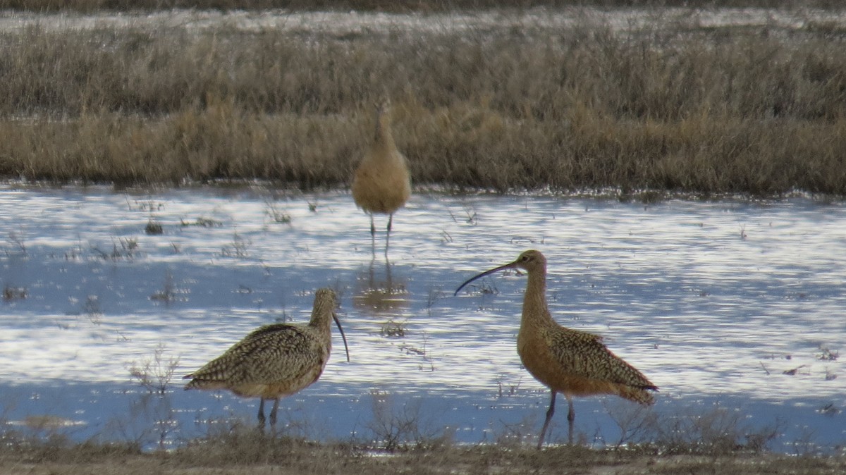 Long-billed Curlew - Mike Hearell