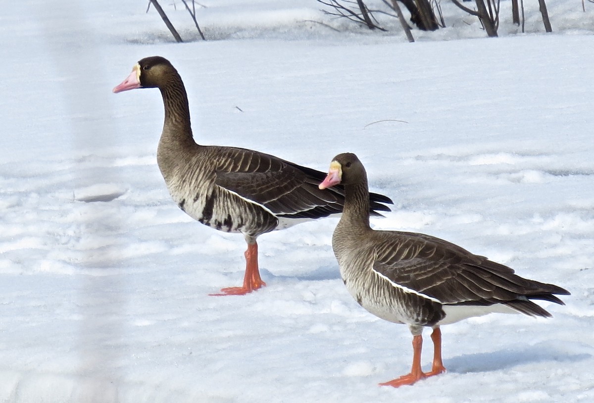 Greater White-fronted Goose - Bob Winckler