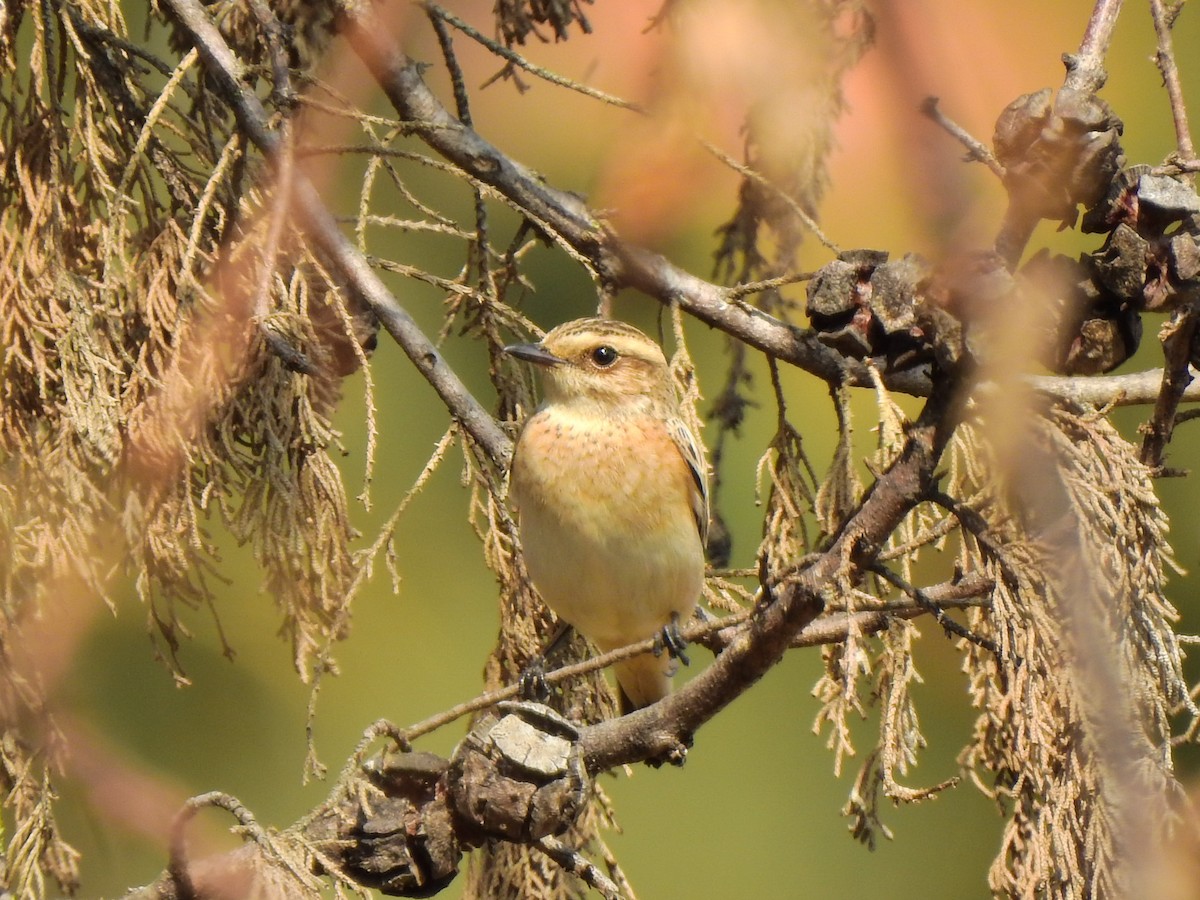Whinchat - ML264225821