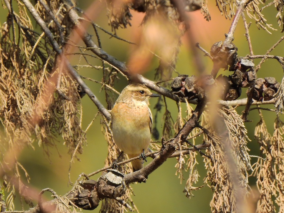 Whinchat - ML264225871