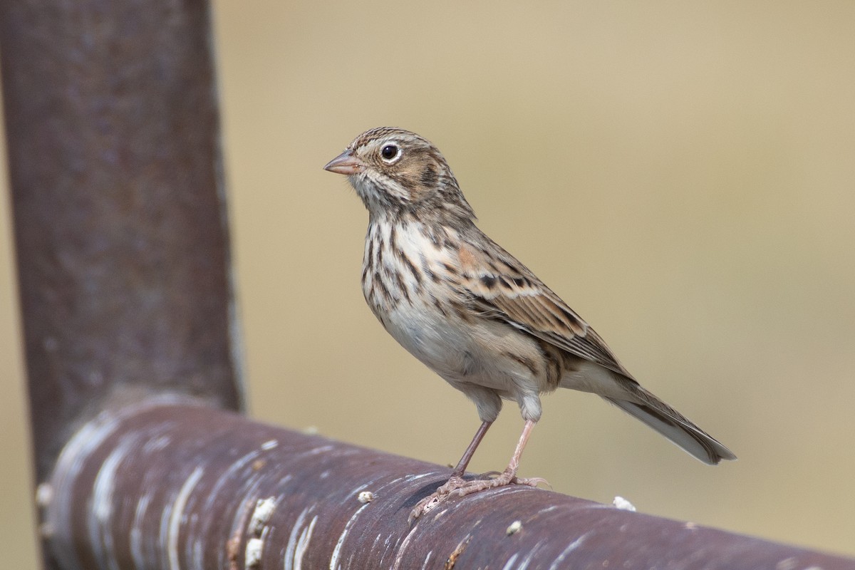Vesper Sparrow - Owen Sinkus