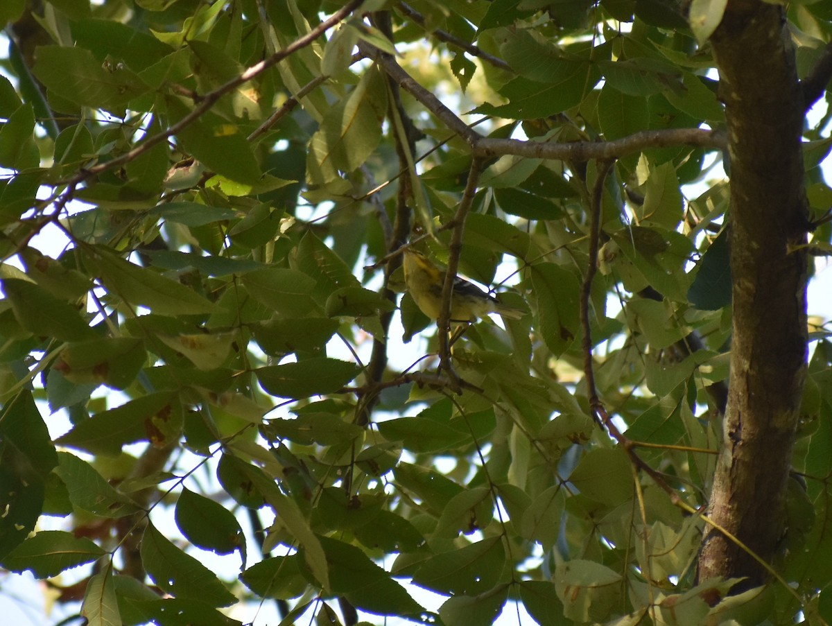 Black-throated Green Warbler - Gabe Hargrove