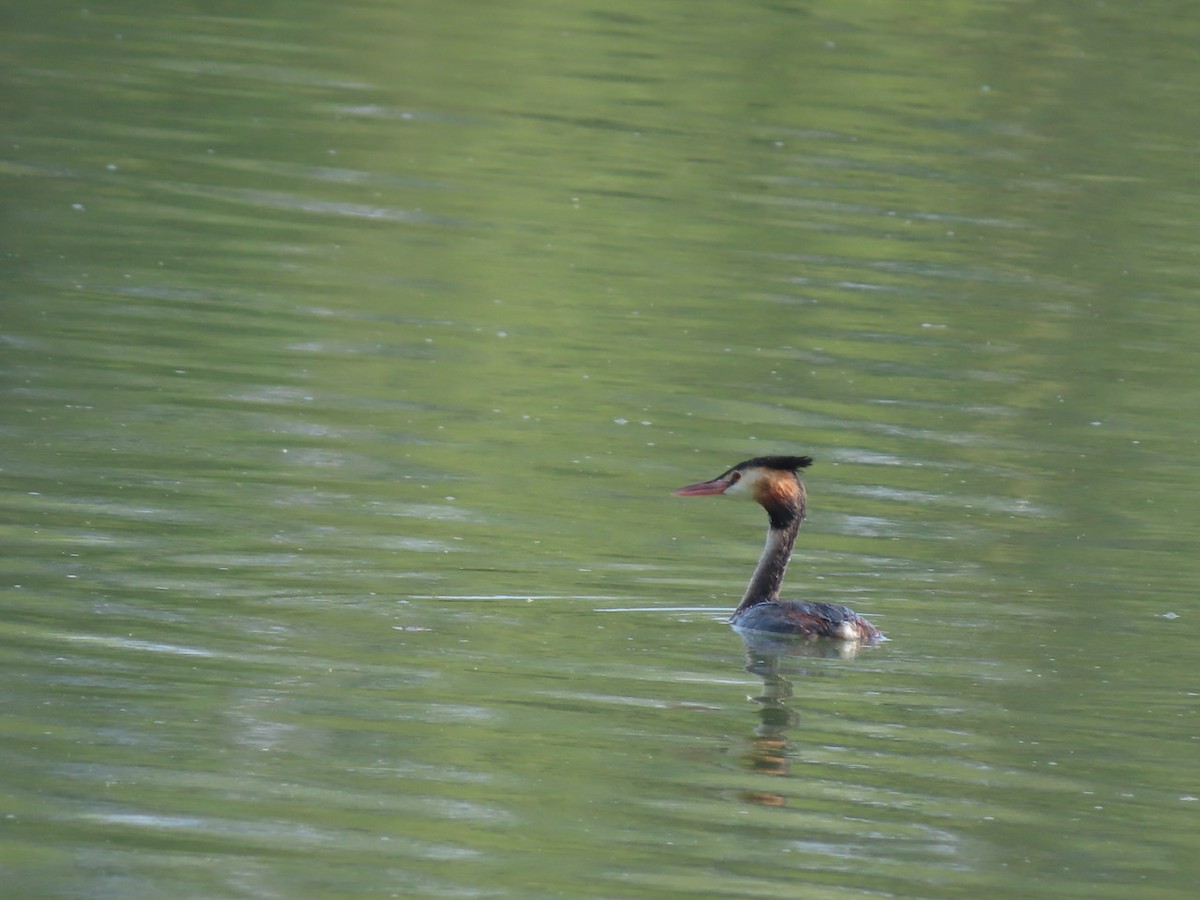 Great Crested Grebe - ML264232061
