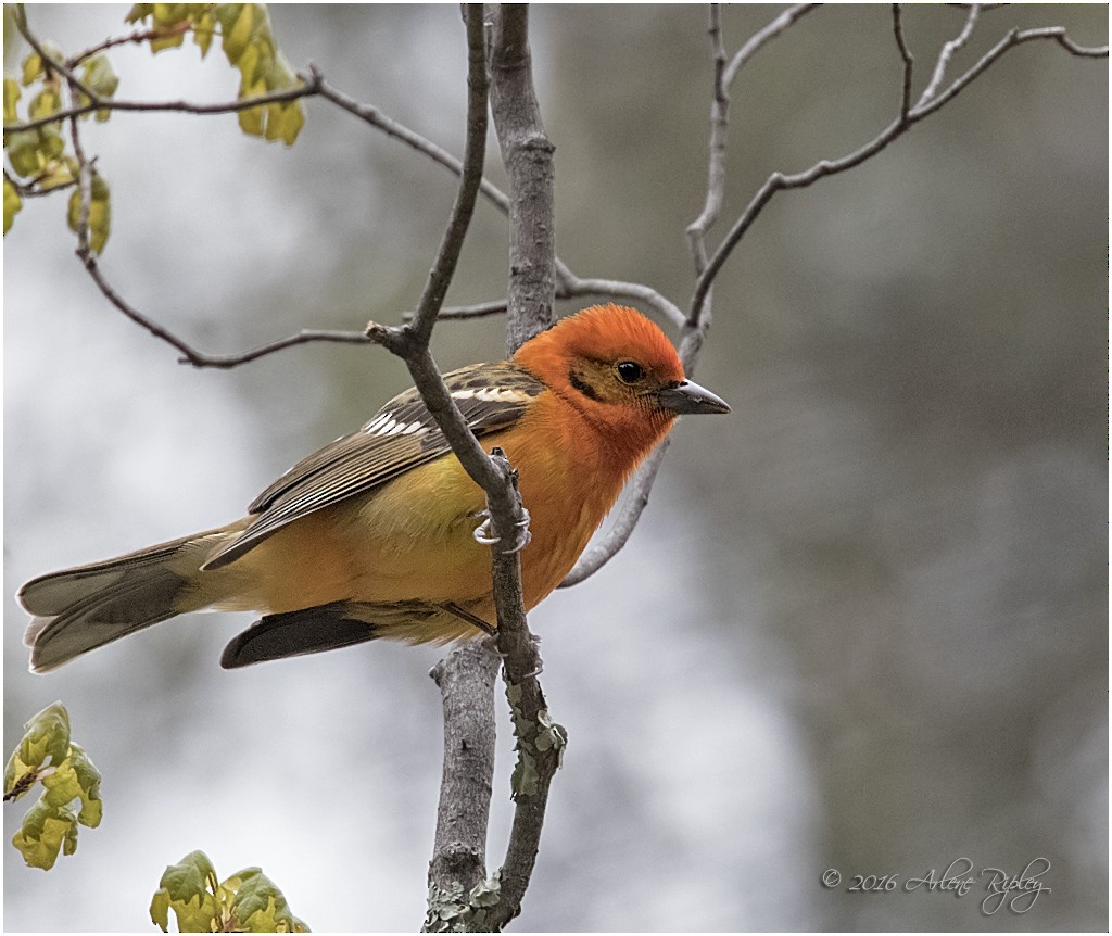 Flame-colored Tanager - Arlene Ripley