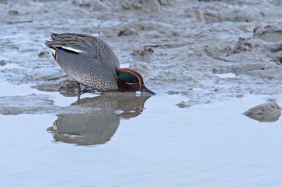 Green-winged Teal - ML26423691
