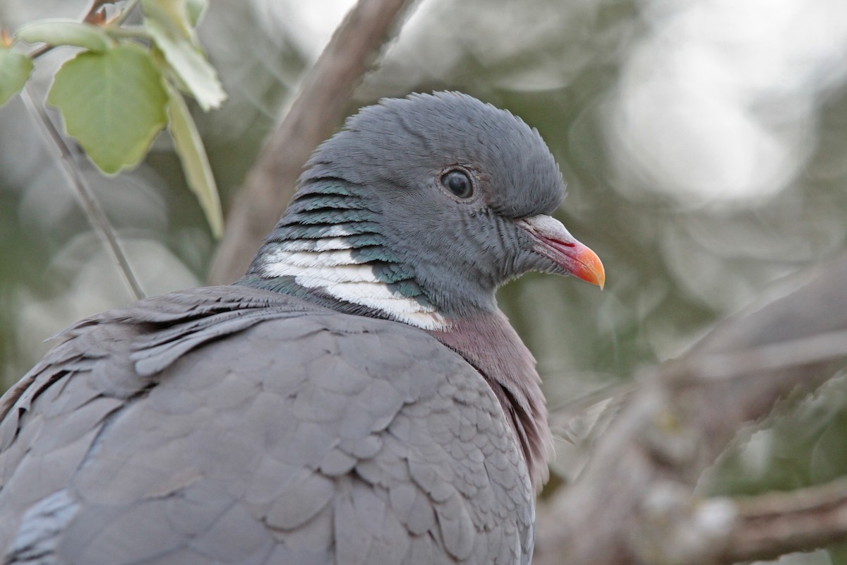 Common Wood-Pigeon - Volker Hesse