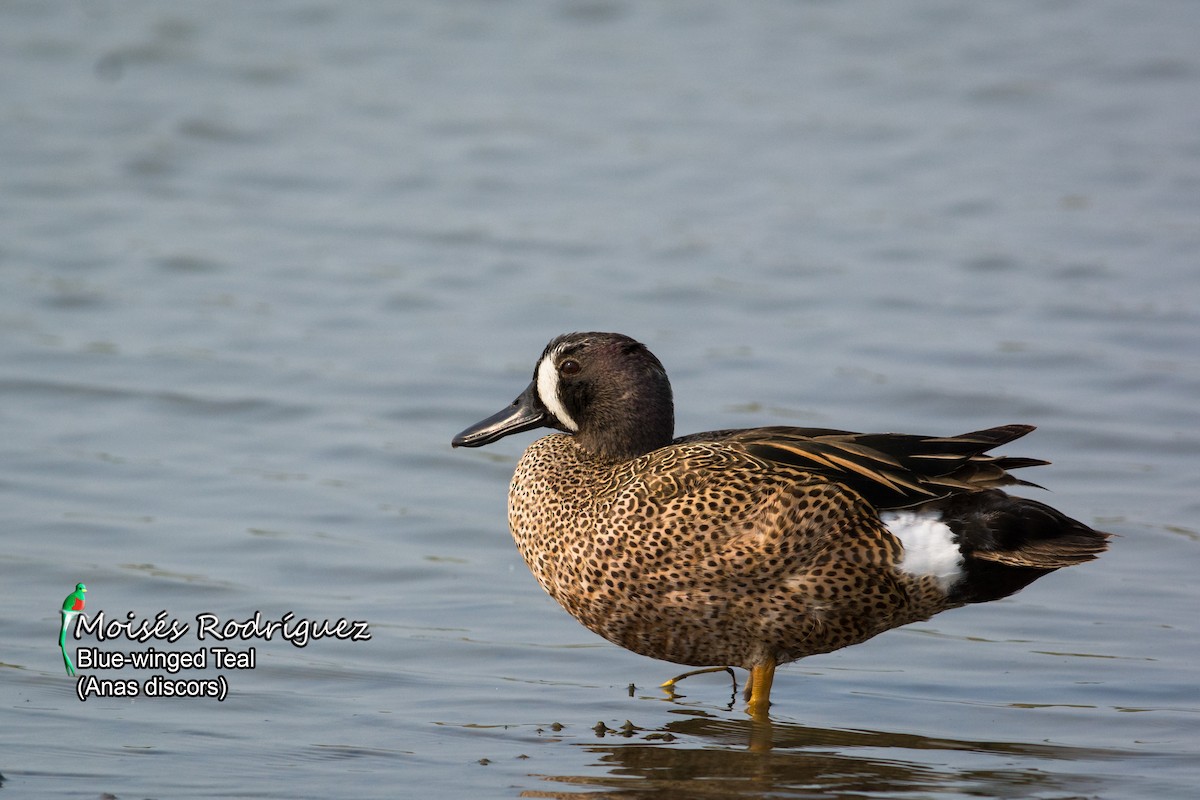 Blue-winged Teal - Moises Rodriguez