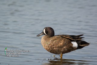 Blue-winged Teal, ML26423991