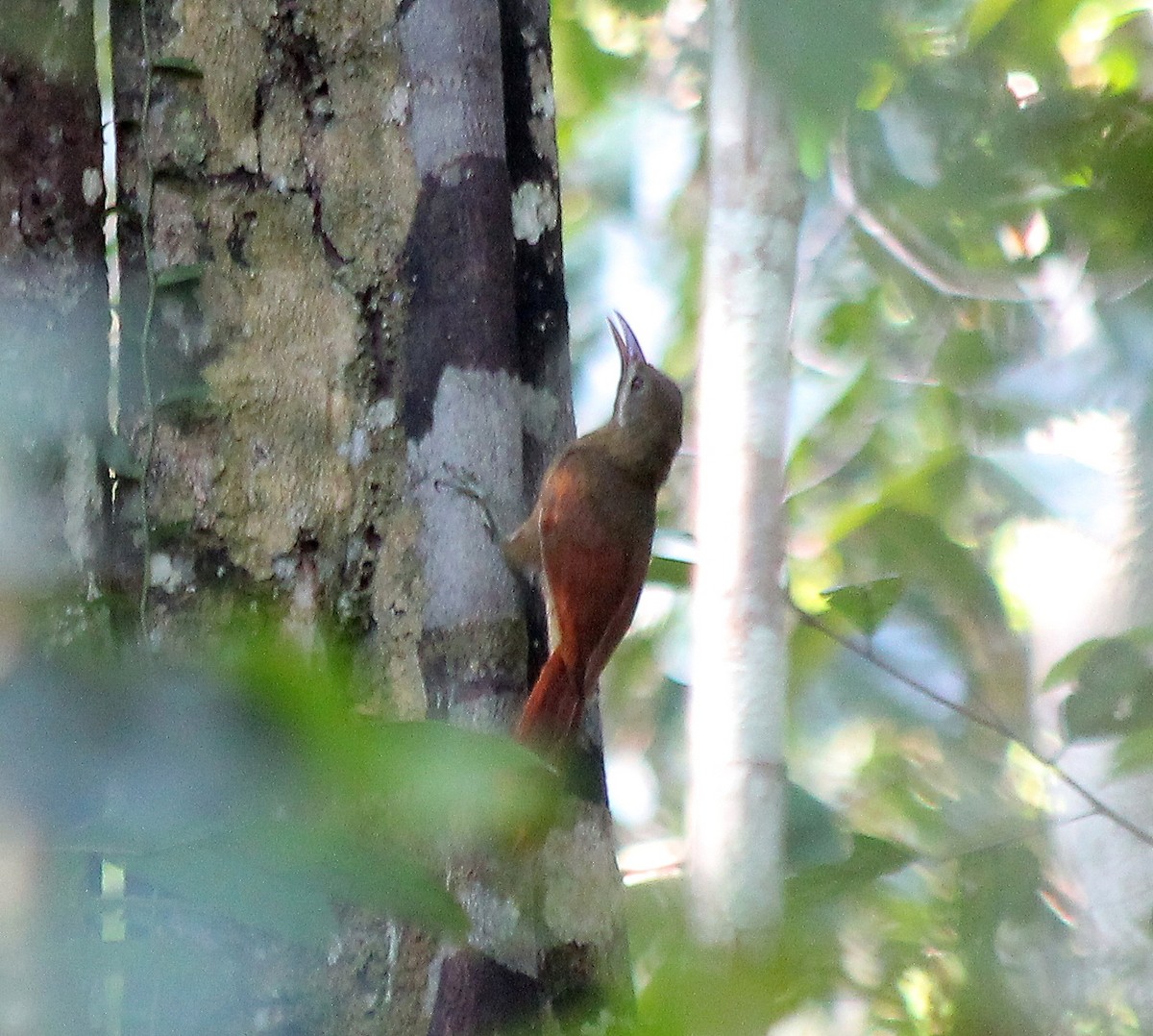 Red-billed Woodcreeper - Elby Anderson A Silva