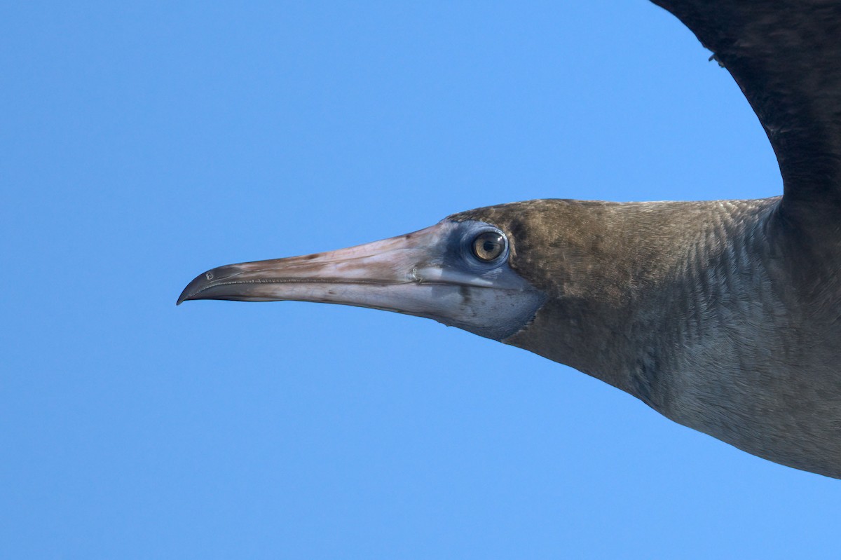 Red-footed Booby - ML264249551