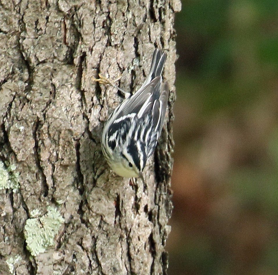 Black-and-white Warbler - ML264252551