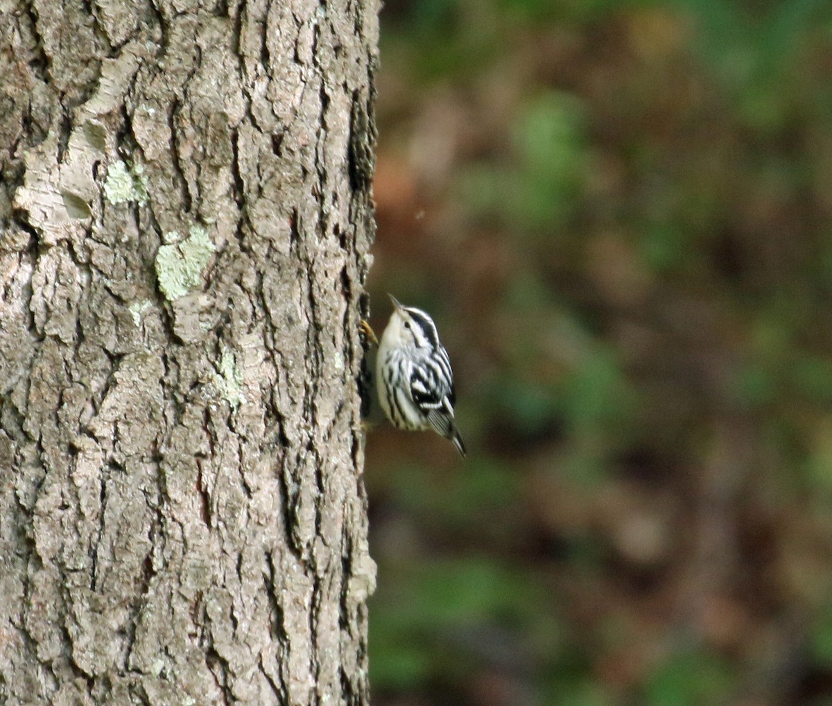 Black-and-white Warbler - ML264252601