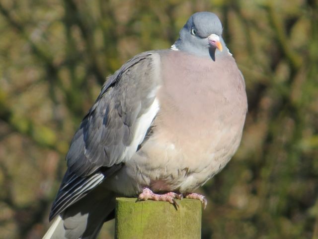 Common Wood-Pigeon - Isaac  Denzer