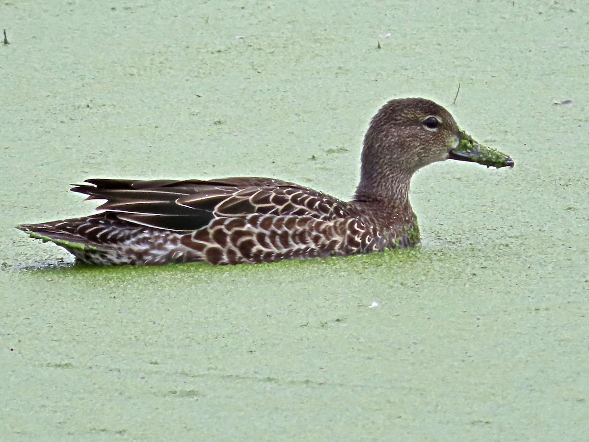 Blue-winged Teal - ML264262741