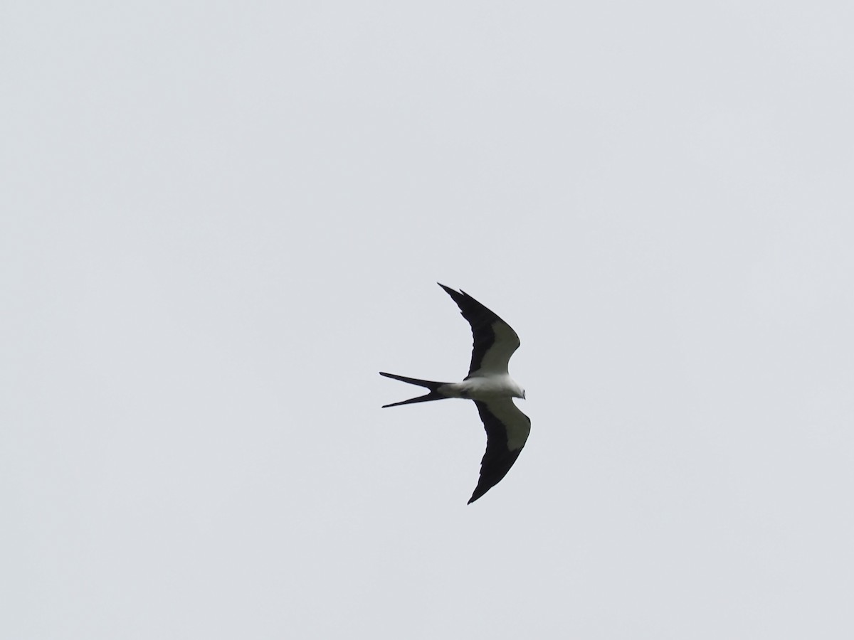 Swallow-tailed Kite - ML264265691
