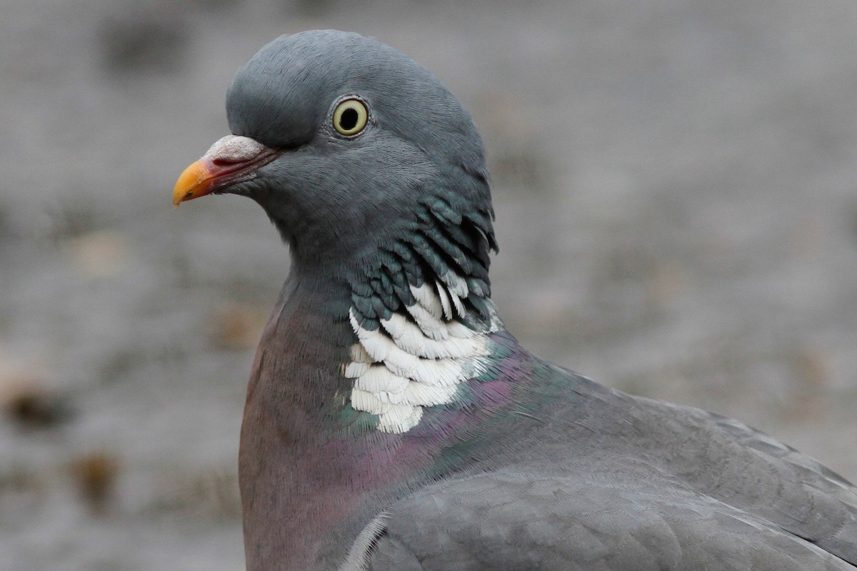 Common Wood-Pigeon - Steve Kelling