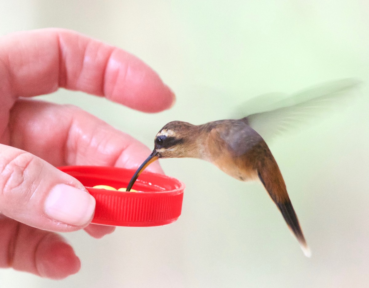 kolibřík proužkohrdlý - ML26428371