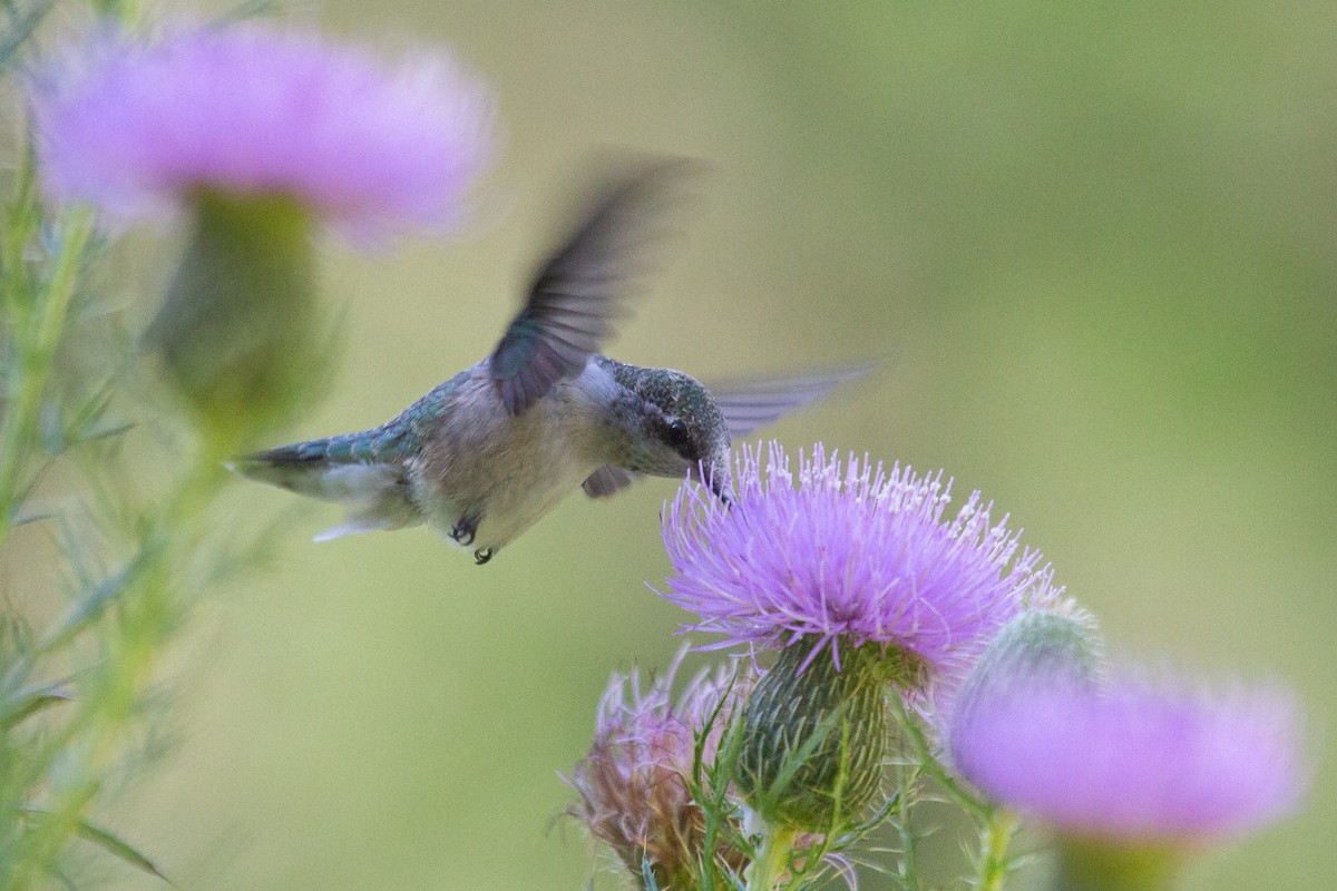 Ruby-throated Hummingbird - Kent Fiala