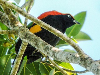  - Fire-maned Bowerbird