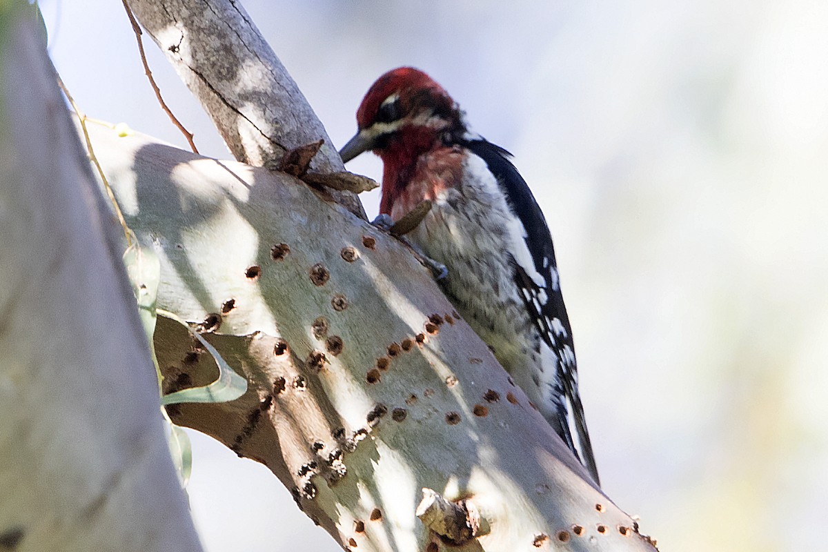 Red-breasted Sapsucker - ML26428971