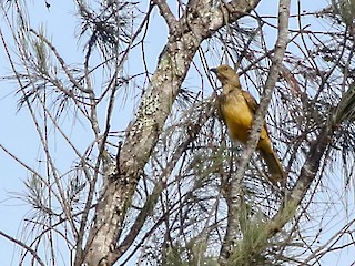 キバラニワシドリ - eBird キバラニワシドリ - eBird