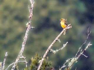 POLA - 合鳥 キバラニワシドリ - eBird