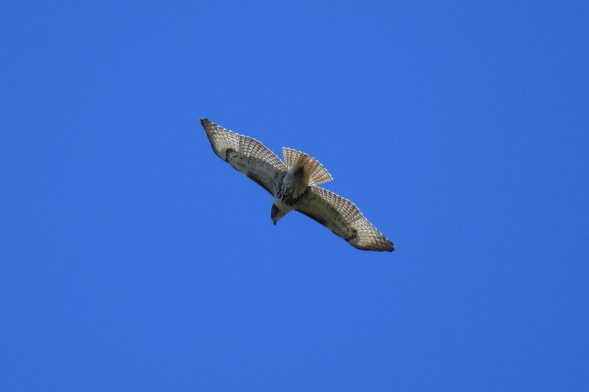 Red-tailed Hawk - ML264294801