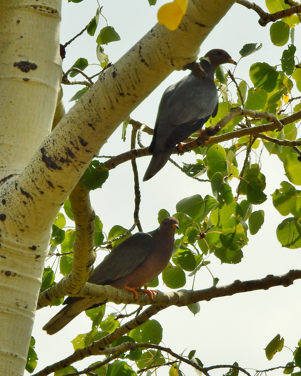 Band-tailed Pigeon - Tim Shortell