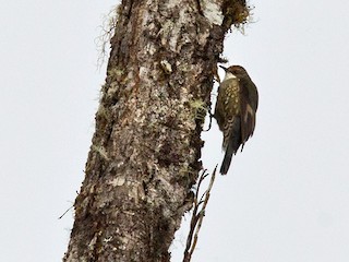  - Papuan Treecreeper